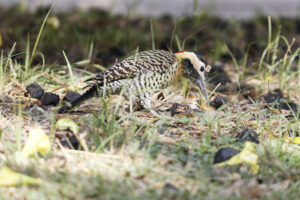 Avistaje de aves en Córdoba