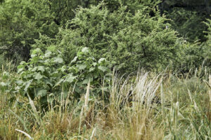 ¿Conservar o producir? La rentabilidad invisible del bosque