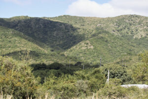Biodiversidad en montañas: gradiente altitudinal y muestreo