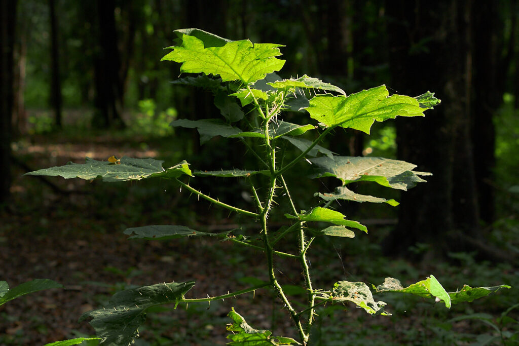Asesoría agroforestal Plan Provincial Agroforestal Córdoba