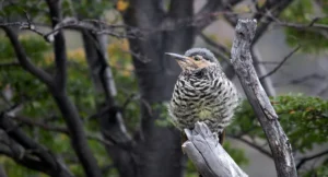 Nombres científicos de las aves: La clave para dejar de confundir especies
